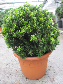 Preview: Berg-Ilex Twiggy Kugel